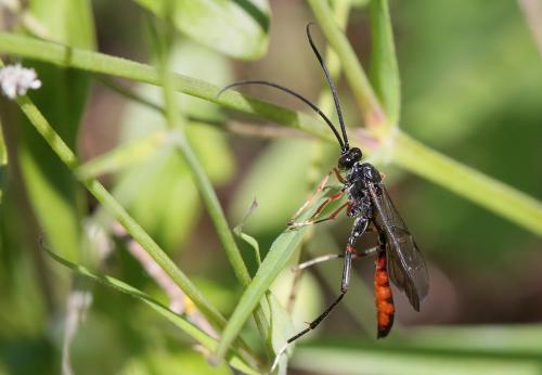 Cryptinae